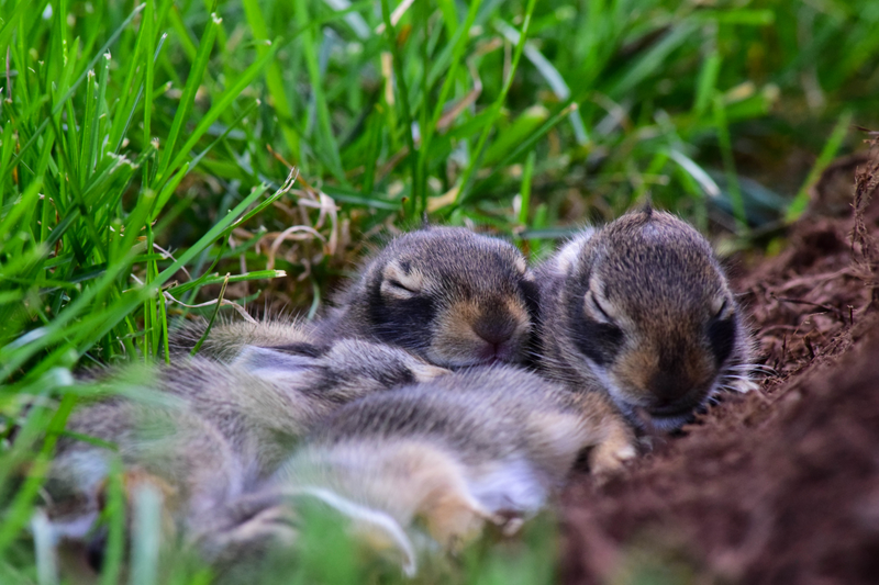 Illustration for article titled Cutest Photos I'll Ever Take (photo dump)